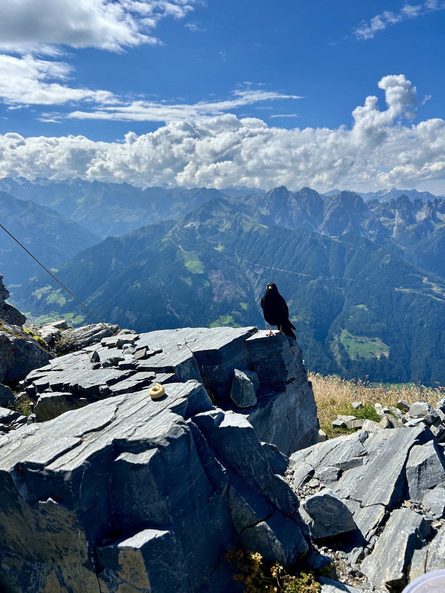 Alpine chough on the Serles (IMG_4040.heic)